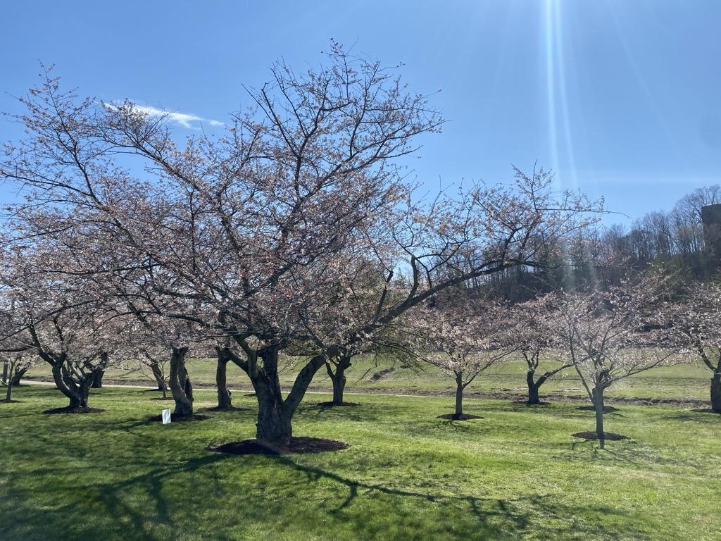 20240321 Cherry trees