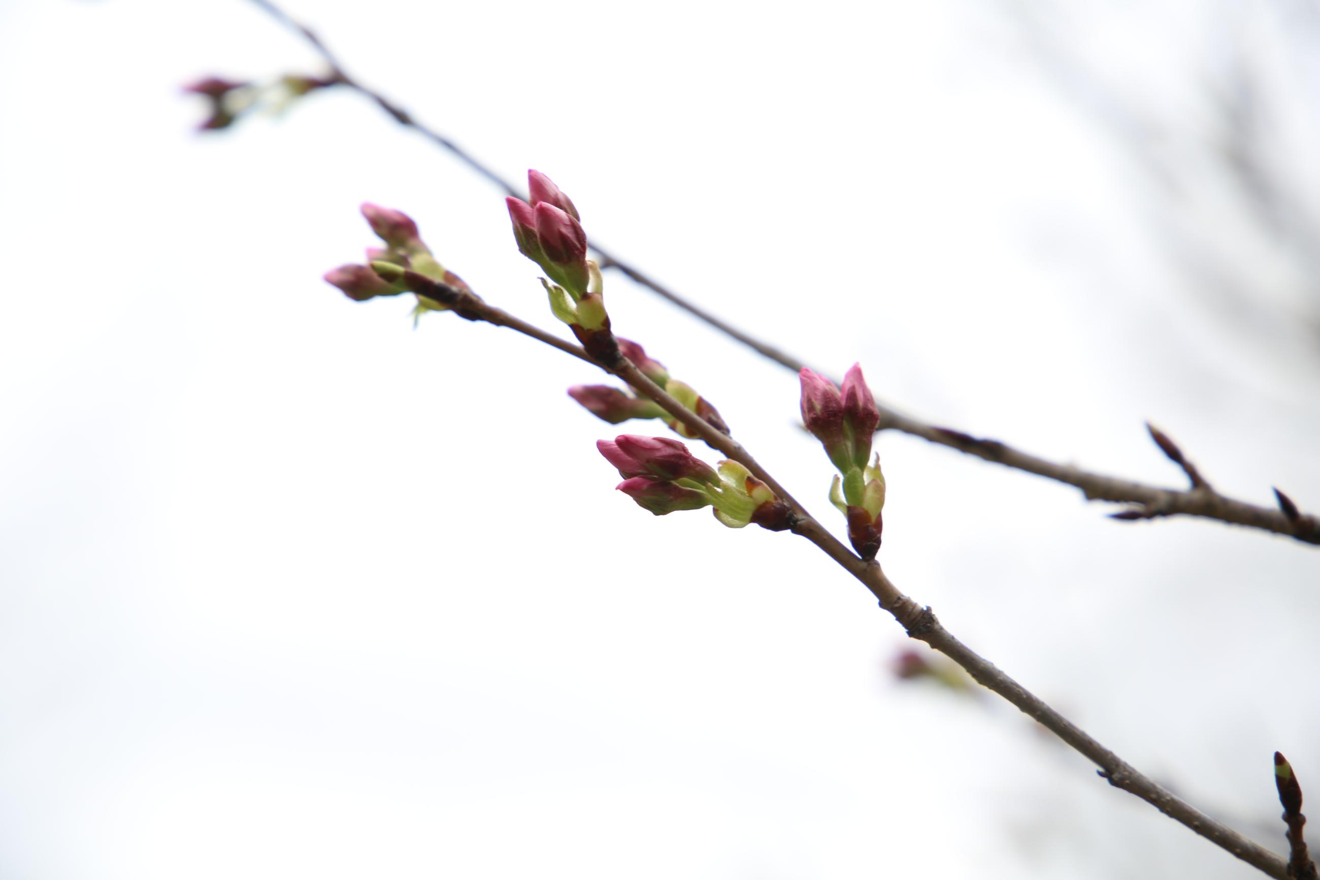 March 22, 2025 Young Bud