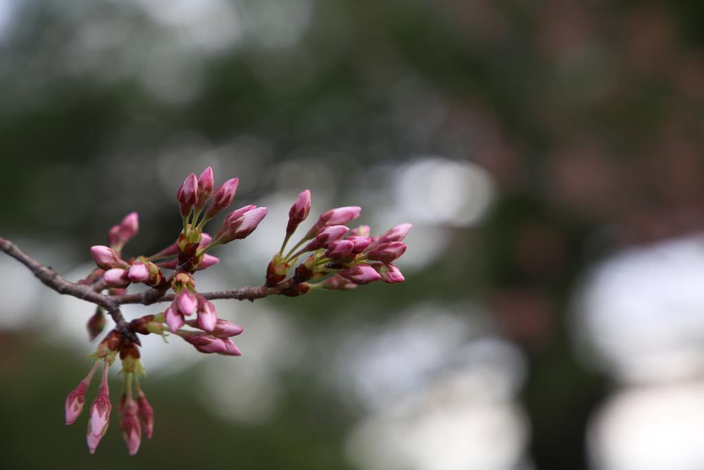 March 24, 2025 Pink Buds