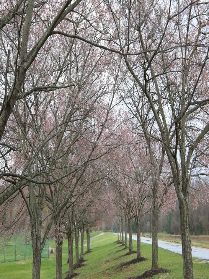 March 28 Grove