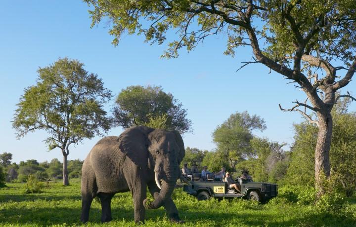 An elephant in Africa with Jeep in background.