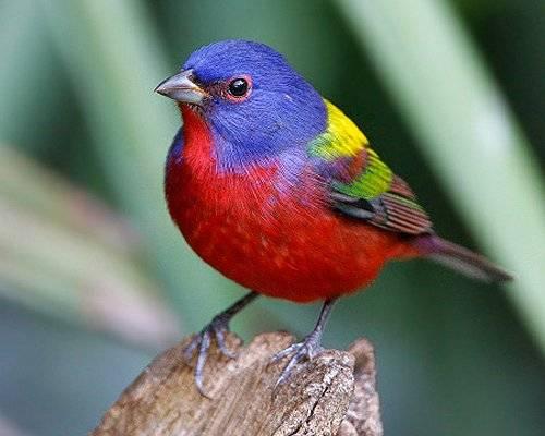 Indigo Bunting Bird
