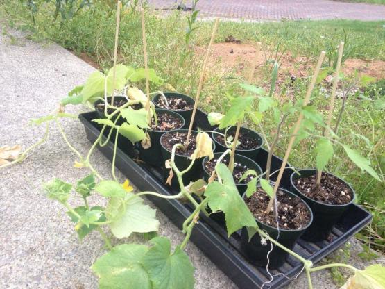 Plants were moved outdoors and now have wooden skewers inserted in their pots as a guide for the vines to grow.