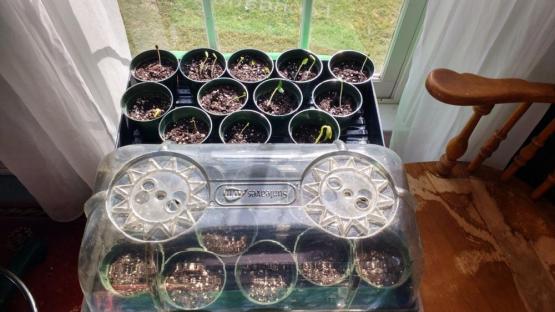 Sprouted seeds are seperated from the non sprouted seeds.