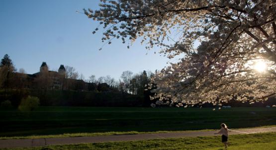 cherry blossoms