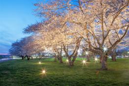 Cherry Blossom Trees.
