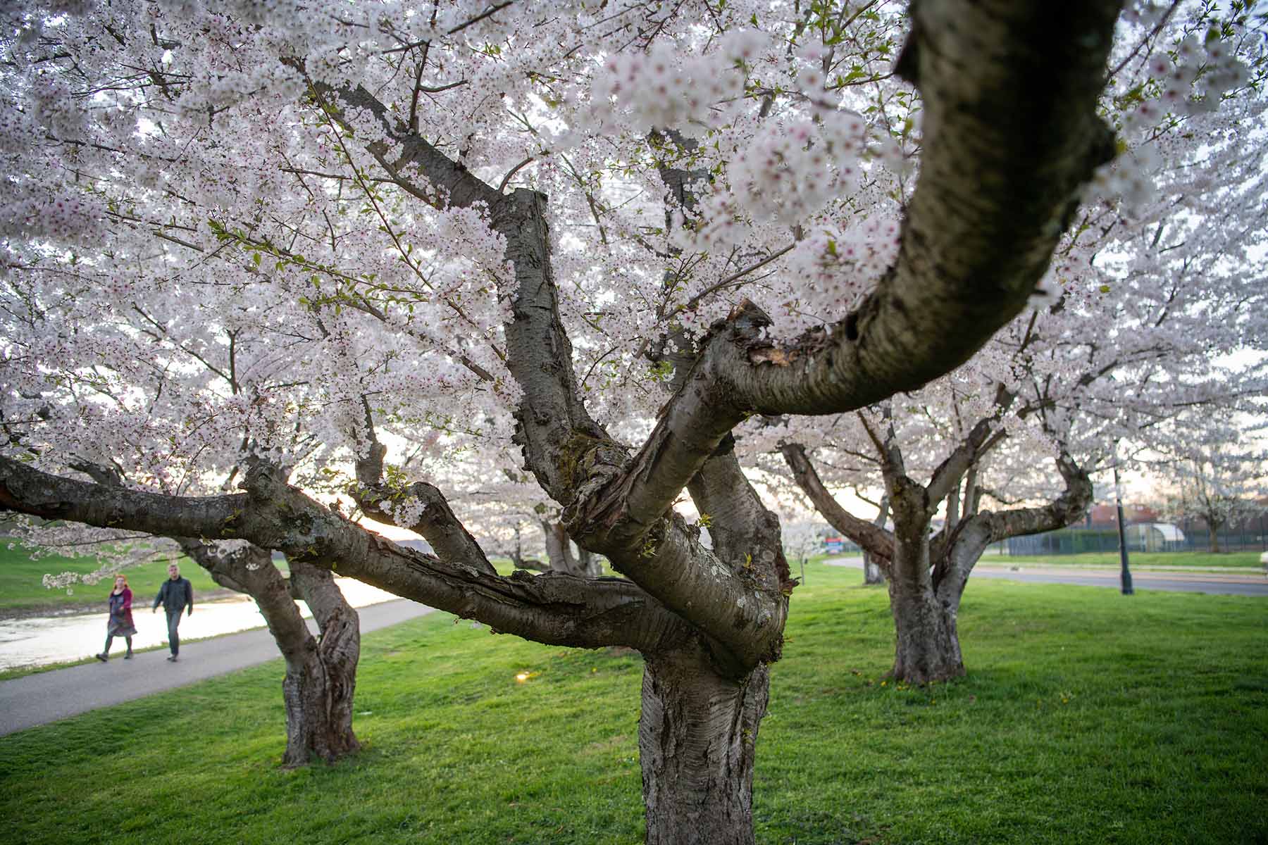 A couple walking the bike path on Athens campus by flowering cherry blossom trees