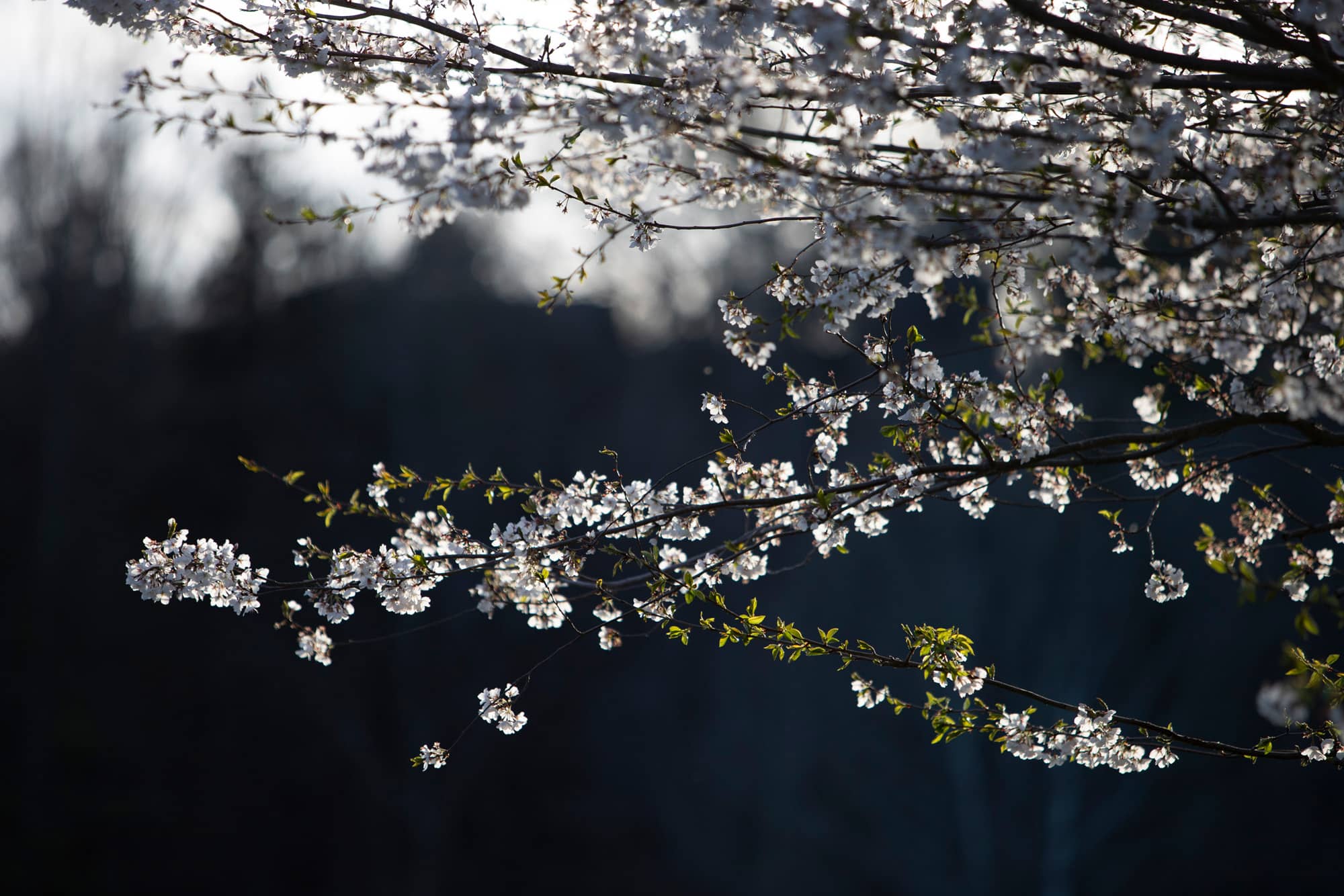 Cherry blossoms bloom on the campus of Ohio University.