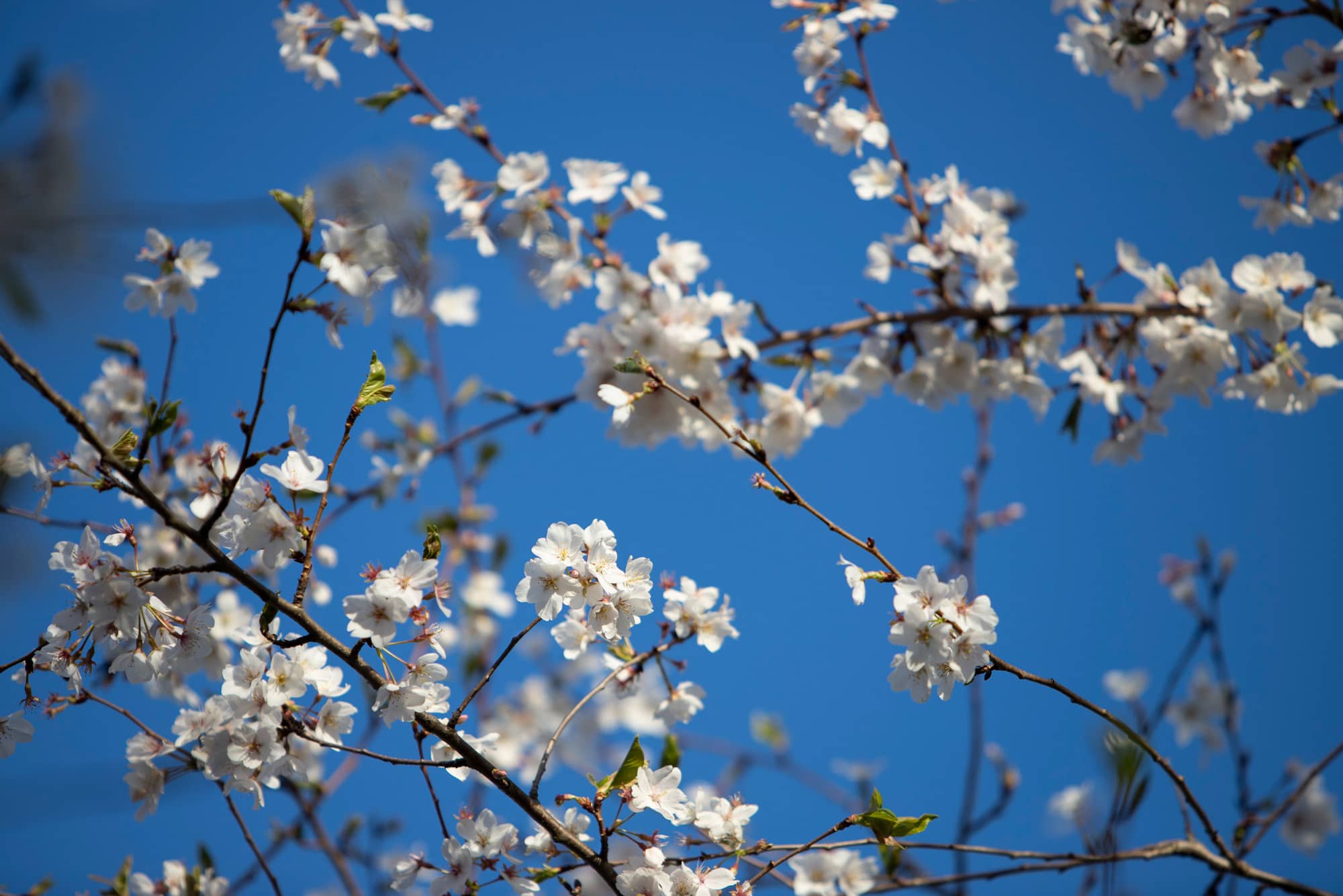 Cherry blossoms bloom in the sunshine on the campus of Ohio University.