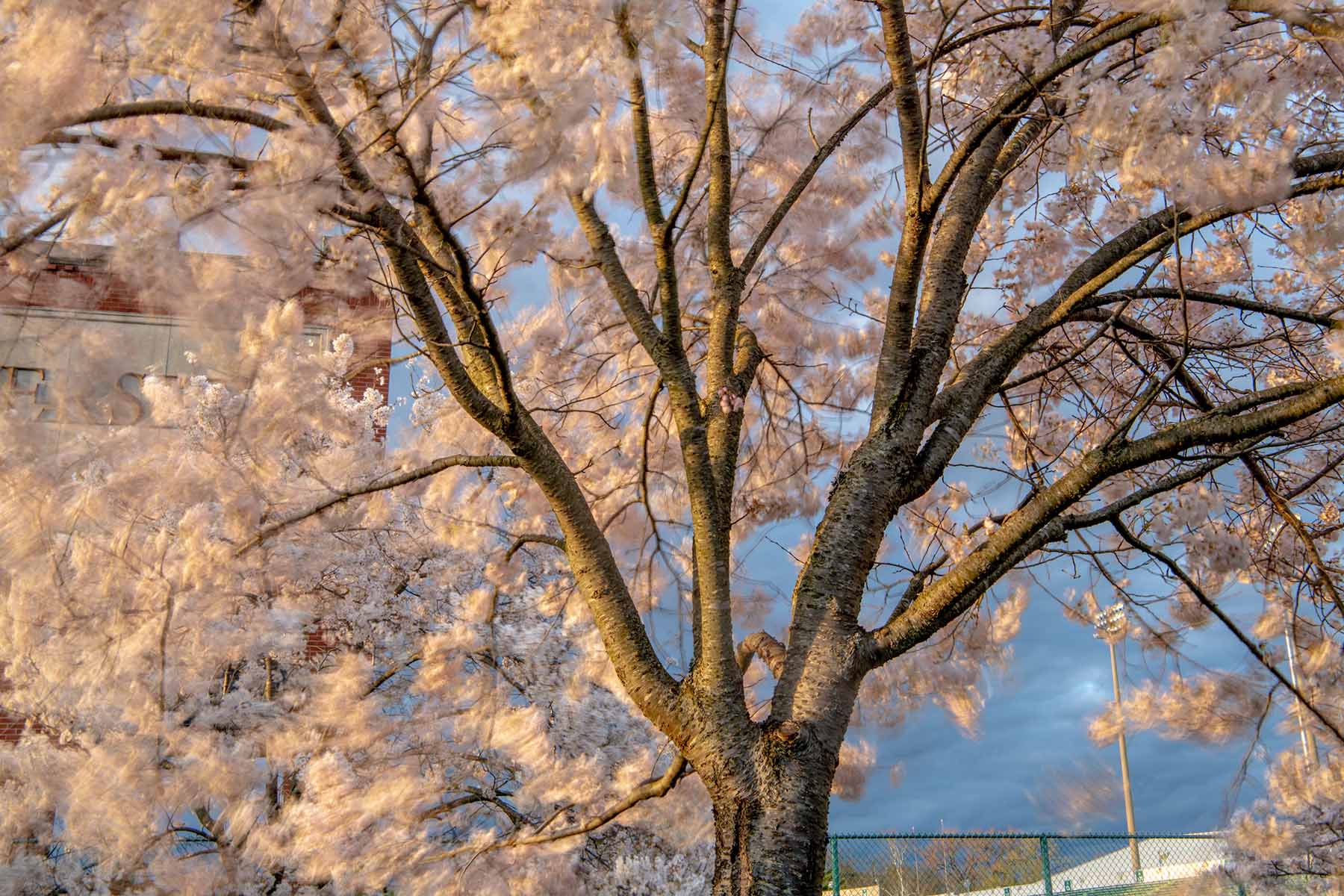A blossoming cherry tree moving in the breeze