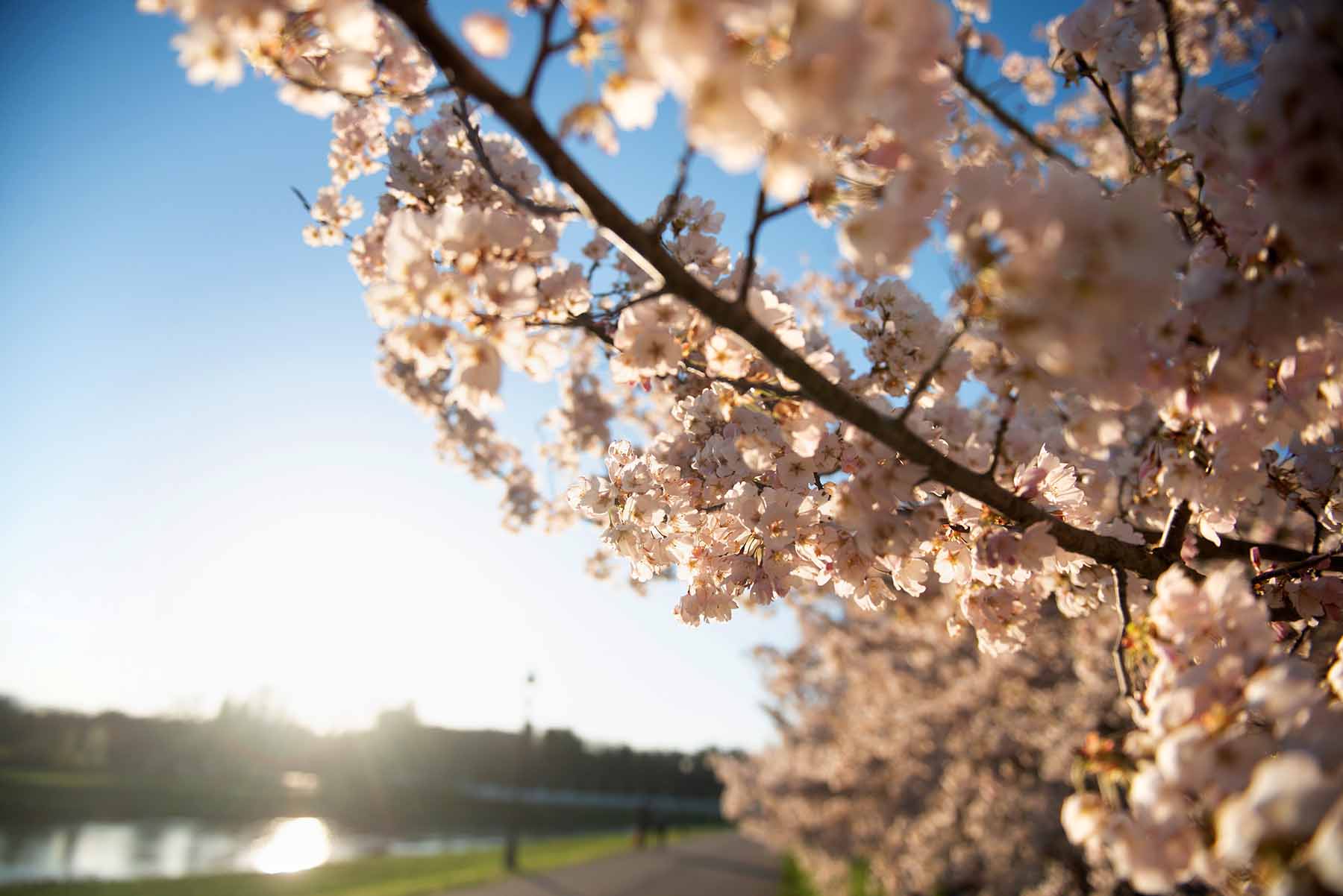 A setting sun as a backdrop for flowering cherry blossom trees