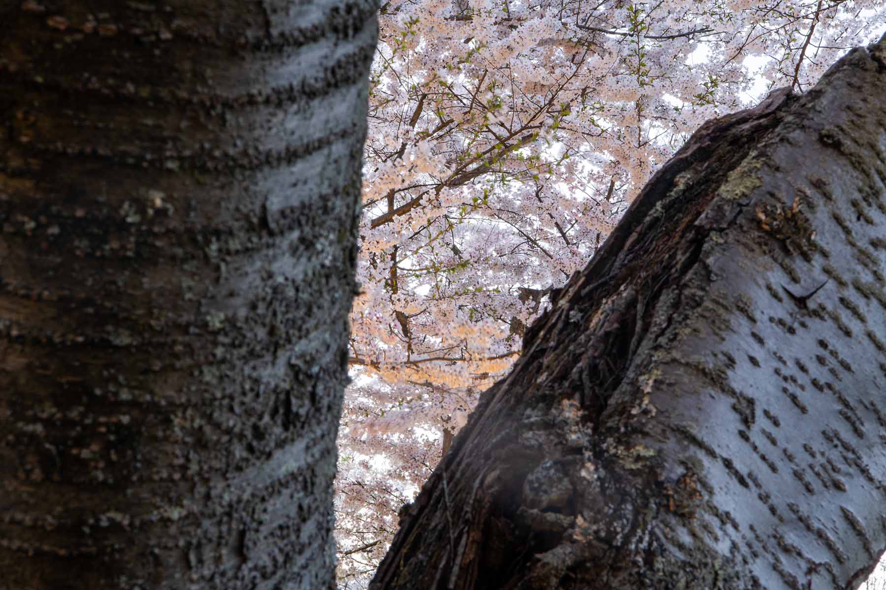 A view of a flowering cherry blossom through the truck of another tree
