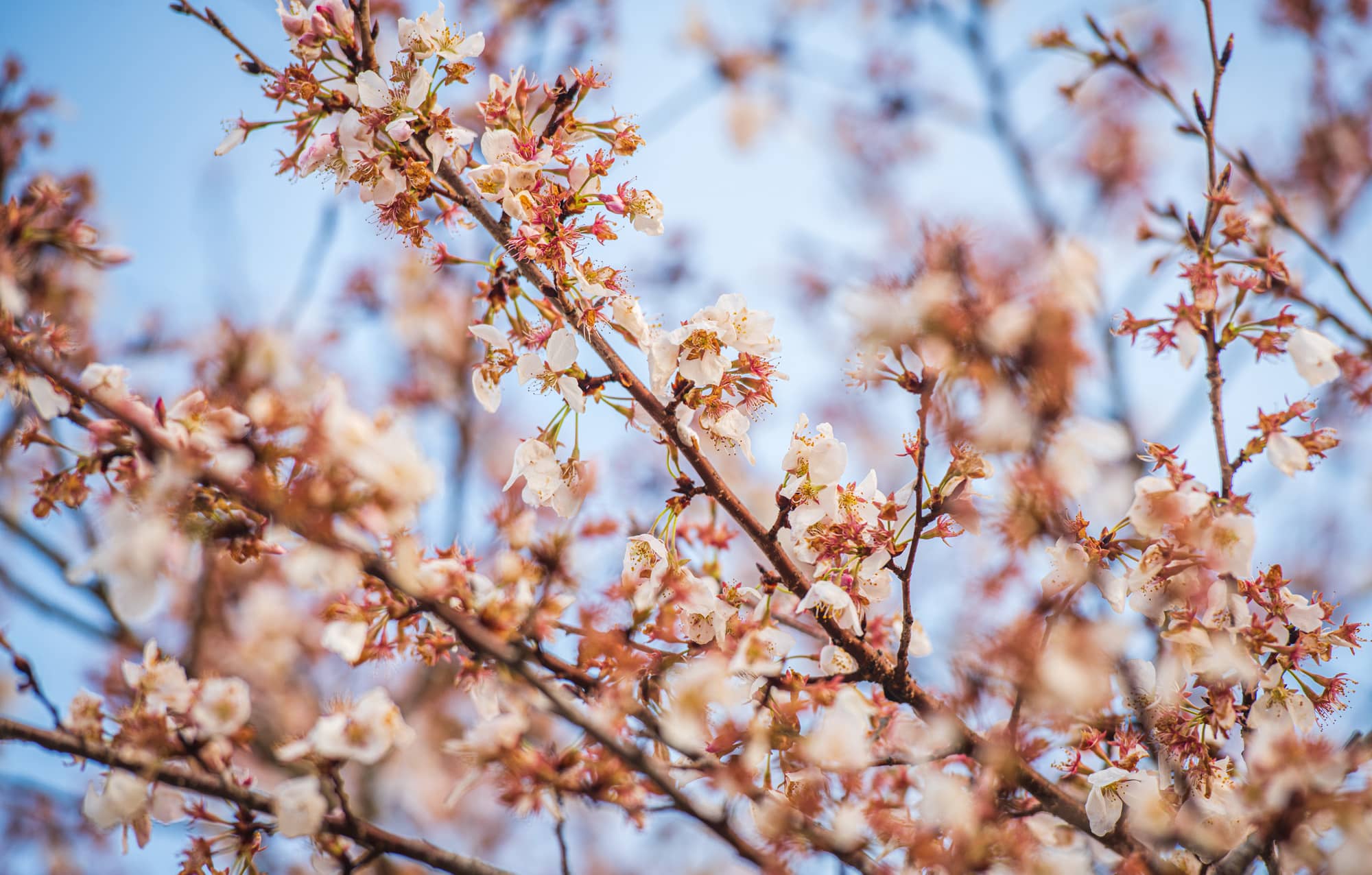 More than 200 cherry trees bloom near the Hockhocking Adena Bikeway on the campus of Ohio University.