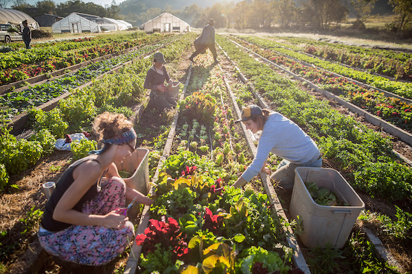 Individuals garden in Athens, Ohio