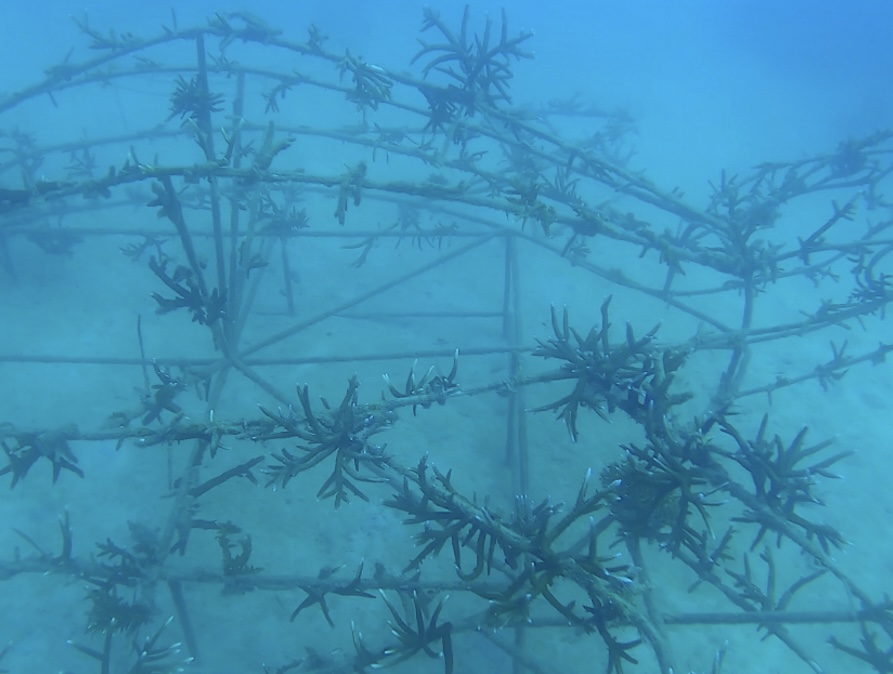 Coral plants underwater