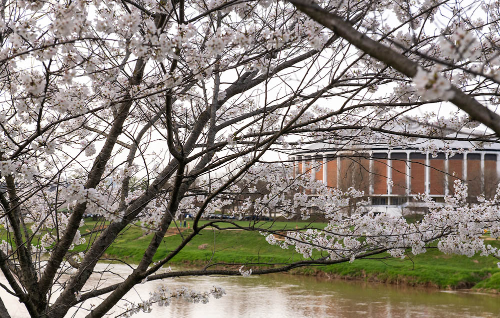 The Convocation Center as seen from across the Hocking River, with a blooming cherry tree with pink and white blossoms in the foreground