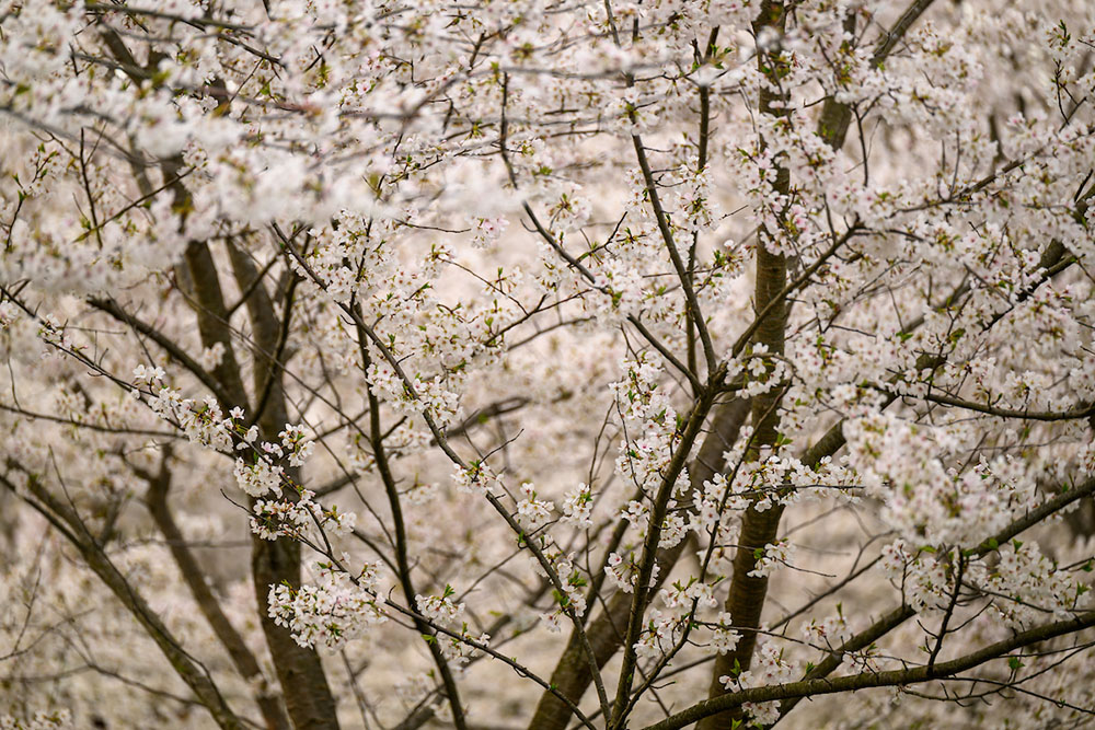 The cherry trees on the Ohio University Athens campus are in full bloom