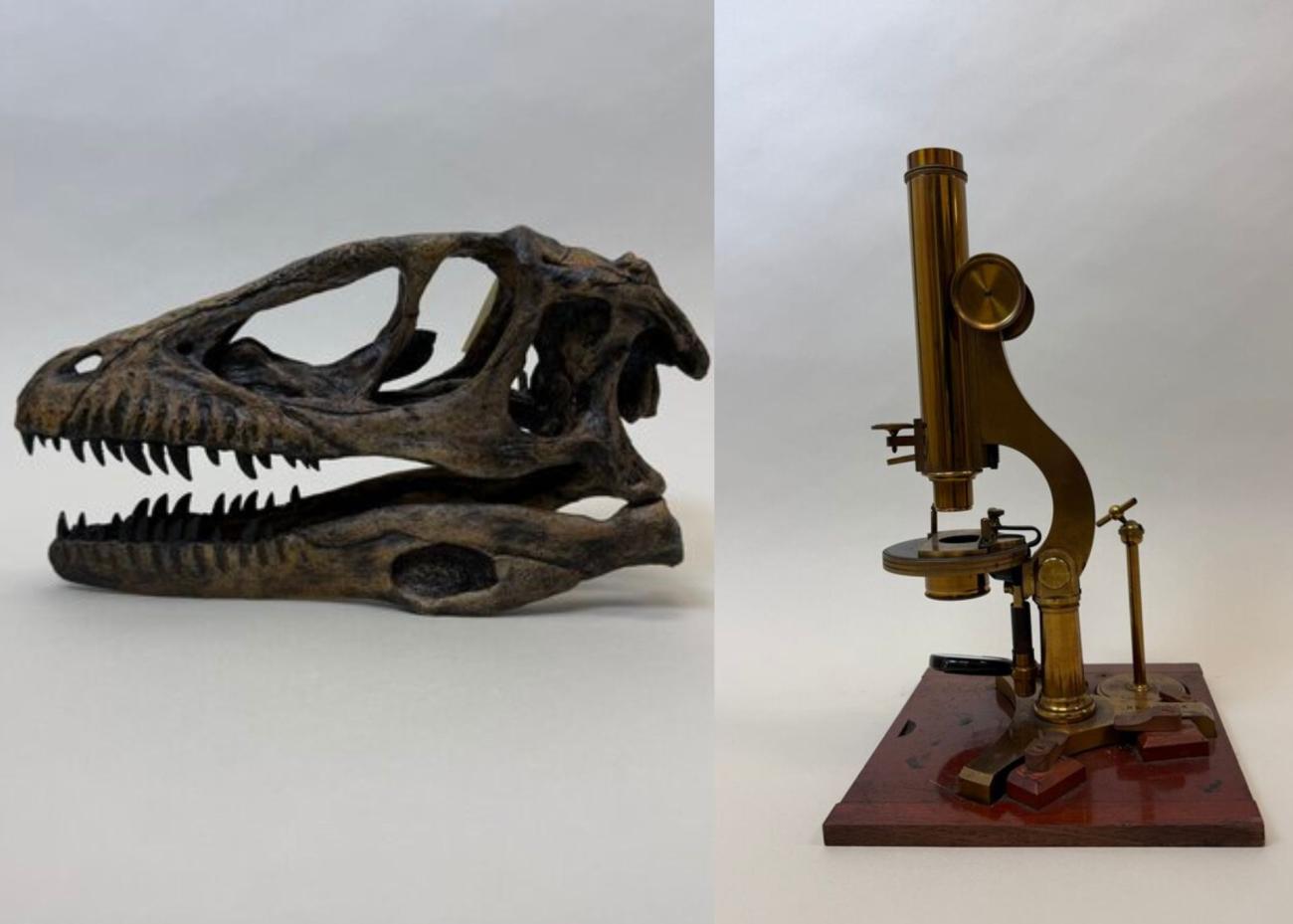Skull and microscope