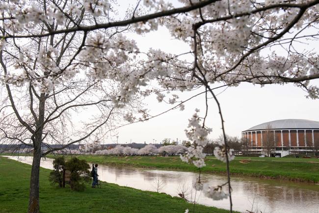 Cherry trees in bloom along the bike path in Athens Ohio 2025