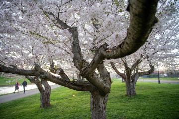 A couple walking the bike path on Athens campus by flowering cherry blossom trees