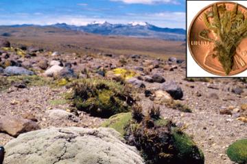 A photo of the the Lilliputian violet in the desert