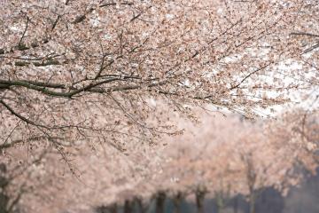 Cherry Blossoms