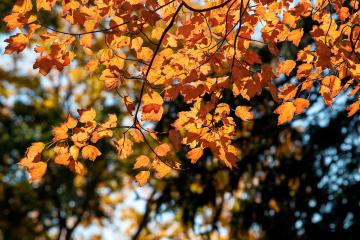 a photo of fall leaves on the Ohio University campus
