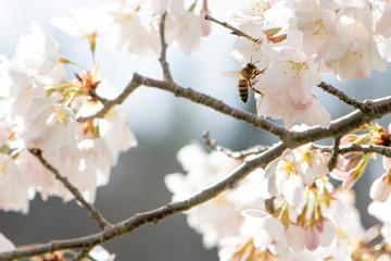A bee flies toward a cherry blossom.