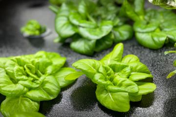 A close up shot of greens being grown on one of Ohio University's plant walls.